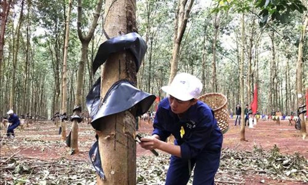 Đánh giá điều kiện lao động ở các cơ sở chế biến mủ cao su khu vực miền Trung